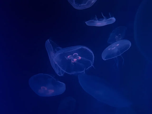 meduzy w akwarium wielkogabarytowym